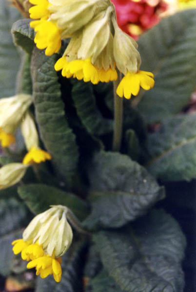 Primula veris ssp macrocalyx en fleurs dans une prairie ouverte d'Asie centrale